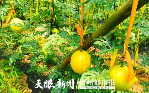 滩里吃瓜,夏日消暑新风尚
