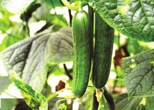 娱乐有态度吃瓜有深度